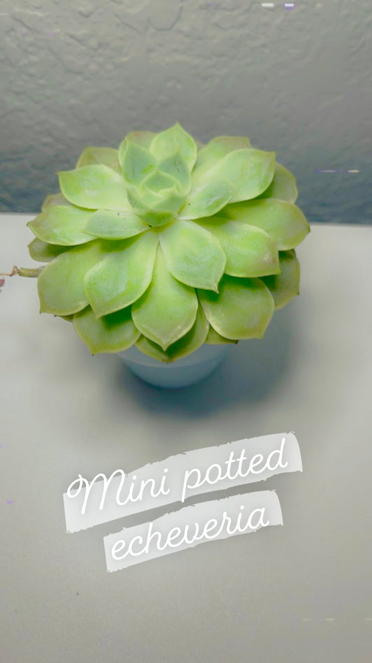 MINI POTTED *Create Your Own* Succulent