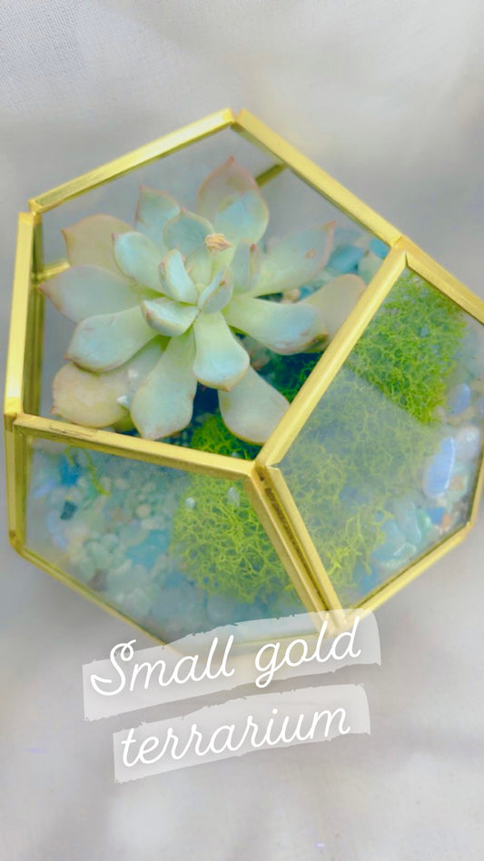 GOLD SMALL *Create Your Own* Succulent Terrarium