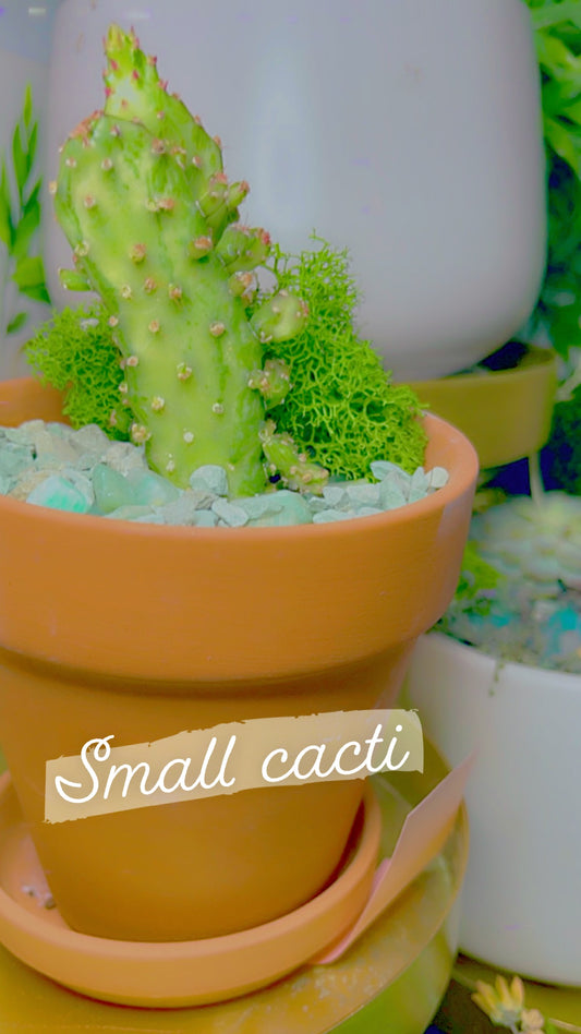 SMALL POTTED *Create Your Own* Succulent