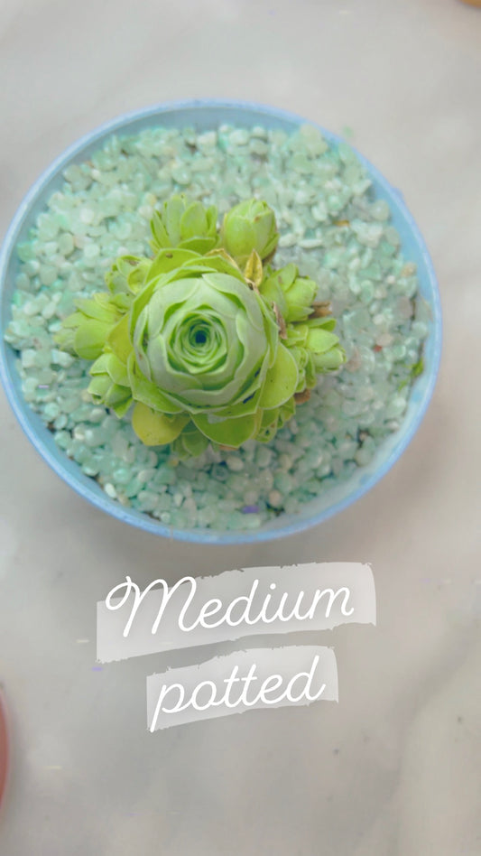 MEDIUM POTTED *Create Your Own* Succulent